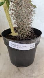 Pachypodium Lamerei "Palmeira de Madagascar" - Nº 50 - Imagem 4