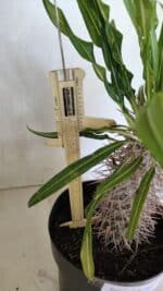 Pachypodium Lamerei "Palmeira de Madagascar" - Nº 50 - Imagem 5