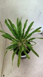 Pachypodium Lamerei "Palmeira de Madagascar" - Nº 50 - Imagem 3