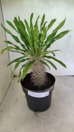 Pachypodium Lamerei "Palmeira de Madagascar" - Nº 50 - Imagem 8