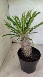 Pachypodium Lamerei "Palmeira de Madagascar" - Nº 50 - Imagem 7