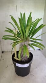 Pachypodium Lamerei "Palmeira de Madagascar" - Nº 51