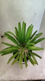 Pachypodium Lamerei "Palmeira de Madagascar" - Nº 51 - Imagem 3