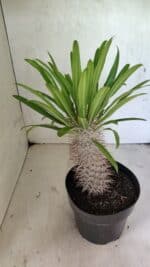 Pachypodium Lamerei "Palmeira de Madagascar" - Nº 51 - Imagem 5