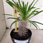 Pachypodium Lamerei "Palmeira de Madagascar" - Nº 52