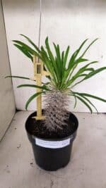 Pachypodium Lamerei "Palmeira de Madagascar" - Nº 52