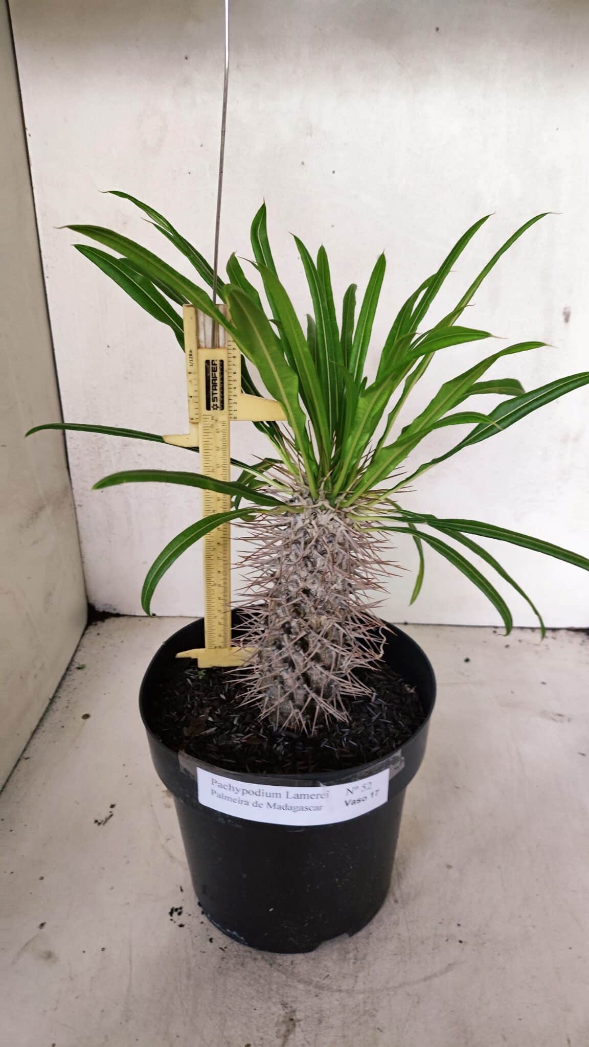 PALMEIRA DE MADAGASCAR 52 (1) Pachypodium Lamerei "Palmeira de Madagascar" - Nº 52 - Imagem 1