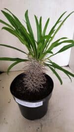 Pachypodium Lamerei "Palmeira de Madagascar" - Nº 52 - Imagem 6