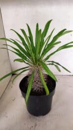 Pachypodium Lamerei "Palmeira de Madagascar" - Nº 52 - Imagem 5