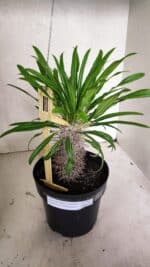 Pachypodium Lamerei "Palmeira de Madagascar" - Nº 53