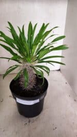 Pachypodium Lamerei "Palmeira de Madagascar" - Nº 53 - Imagem 7