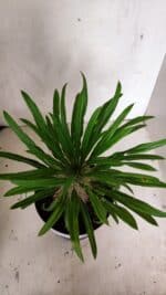 Pachypodium Lamerei "Palmeira de Madagascar" - Nº 53 - Imagem 6