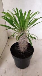 Pachypodium Lamerei "Palmeira de Madagascar" - Nº 53 - Imagem 4