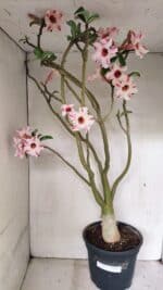 Planta Simples 3311 – 60cm – 04 anos