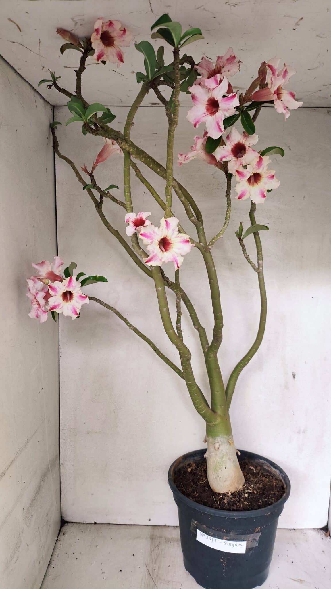 SIMPLES 3311 (1) Planta Simples 3311 – 60cm – 04 anos - Imagem 1