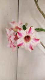 Planta Simples 3311 – 60cm – 04 anos - Imagem 3