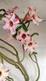 Planta Simples 3311 – 60cm – 04 anos - Imagem 4