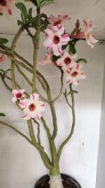 Planta Simples 3311 – 60cm – 04 anos - Imagem 8