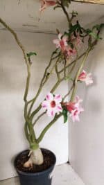 Planta Simples 3311 – 60cm – 04 anos - Imagem 7