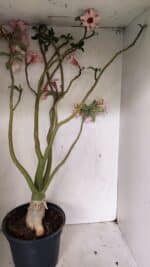 Planta Simples 3311 – 60cm – 04 anos - Imagem 6