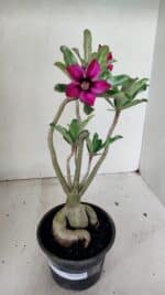 Planta Simples 3312 – 35cm – 03 anos