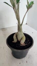 Planta Simples 3312 – 35cm – 03 anos - Imagem 5