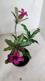 Planta Simples 3312 – 35cm – 03 anos - Imagem 4