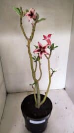 Planta Simples 3313 – 35cm – 03 anos - Imagem 2