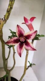 Planta Simples 3313 – 35cm – 03 anos