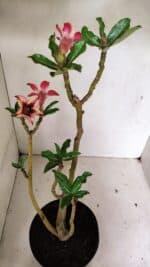 Planta Simples 3313 – 35cm – 03 anos - Imagem 6