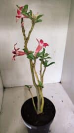 Planta Simples 3313 – 35cm – 03 anos - Imagem 5