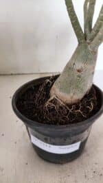 Planta Simples 3314 – 30cm – 03 anos - Imagem 7