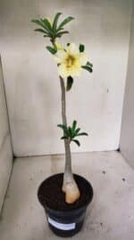 Planta Simples 3315 – 35cm – 03 anos - Imagem 2