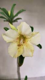 Planta Simples 3315 – 35cm – 03 anos