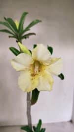 Planta Simples 3315 – 35cm – 03 anos - Imagem 5