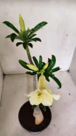 Planta Simples 3315 – 35cm – 03 anos - Imagem 4