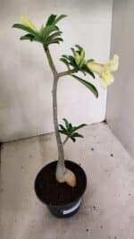 Planta Simples 3315 – 35cm – 03 anos - Imagem 8
