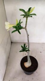 Planta Simples 3315 – 35cm – 03 anos - Imagem 7