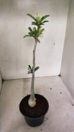 Planta Simples 3315 – 35cm – 03 anos - Imagem 6