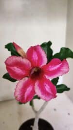 Planta Simples 3316 – 30cm – 02 anos