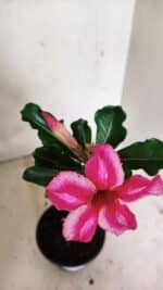 Planta Simples 3316 – 30cm – 02 anos - Imagem 4