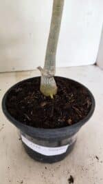 Planta Simples 3316 – 30cm – 02 anos - Imagem 7