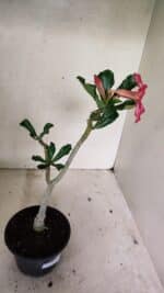 Planta Simples 3316 – 30cm – 02 anos - Imagem 6