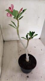 Planta Simples 3316 – 30cm – 02 anos - Imagem 5