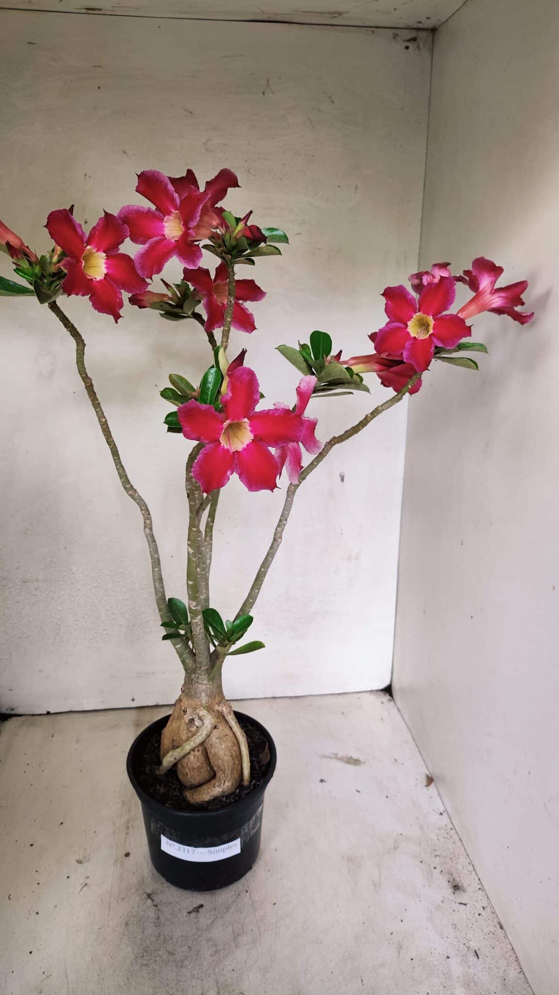 SIMPLES 3317 (1) Planta Simples 3317 – 40cm – 03 anos - Imagem 1