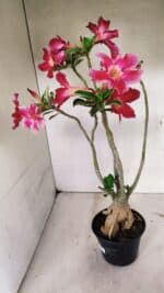 Planta Simples 3317 – 40cm – 03 anos - Imagem 8