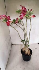 Planta Simples 3317 – 40cm – 03 anos - Imagem 7