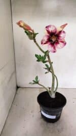 Planta Simples 3318 – 30cm – 02 anos - Imagem 2