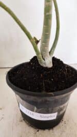 Planta Simples 3318 – 30cm – 02 anos - Imagem 7