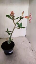 Planta Simples 3318 – 30cm – 02 anos - Imagem 6